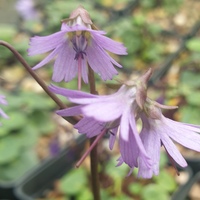 Soldanella dimoniei 